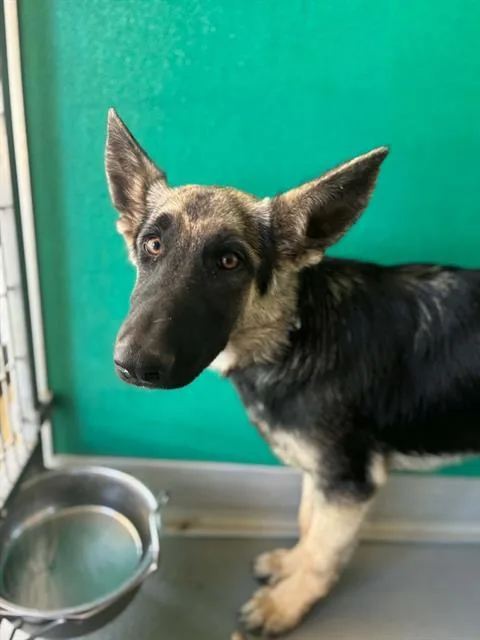 A baby small-sized female German Shepherd Dog dog named A for adoption in Visalia, CA
