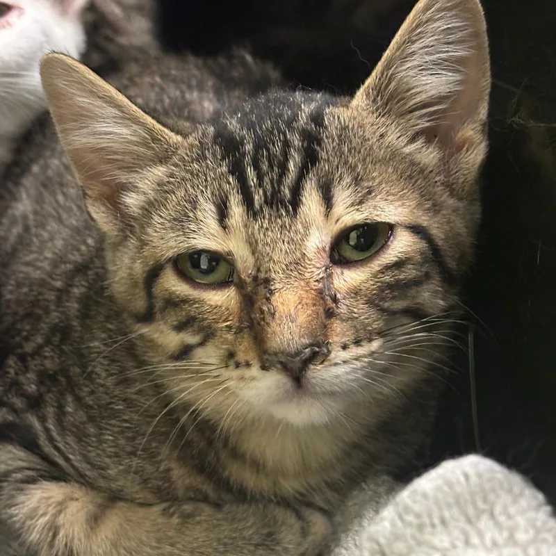 A baby small-sized male Brown / Chocolate Domestic Short Hair cat named Yott for adoption in Jasper, IN