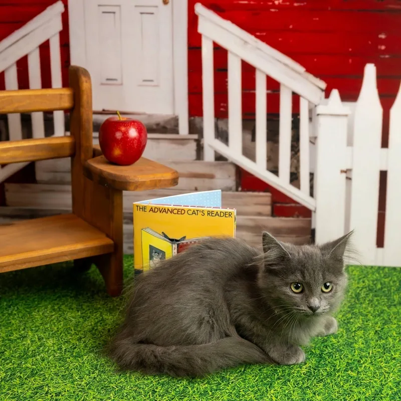 A baby small-sized female Domestic Medium Hair cat named Sterling for adoption in Lapeer, MI