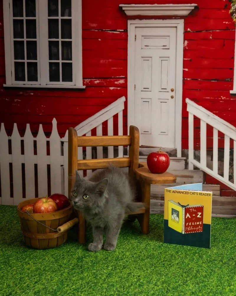Sterling thumbnail 2