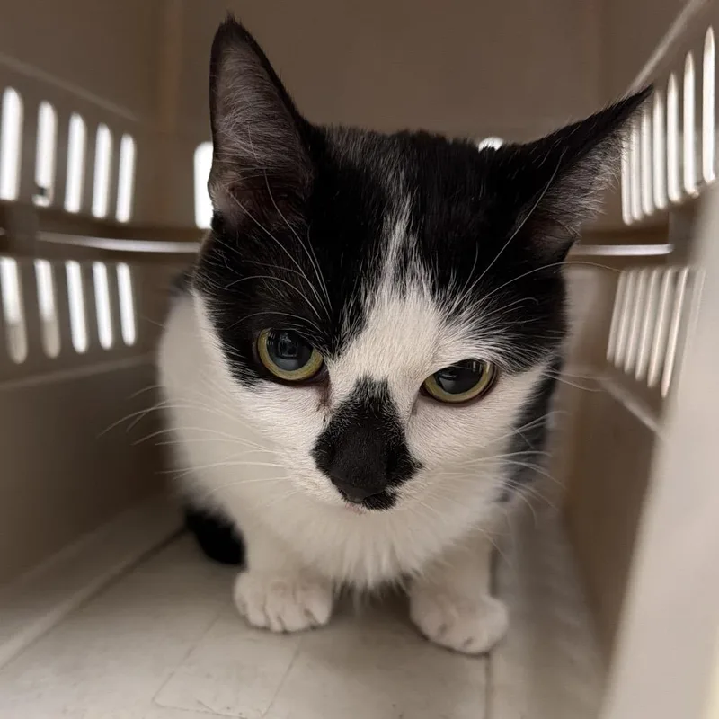 An adult medium-sized female Black Domestic Short Hair cat named Snacks for adoption in Henderson, NV