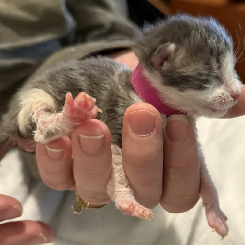 A baby small-sized female Gray / Blue / Silver Domestic Short Hair cat named Annie for adoption in Tacoma, WA