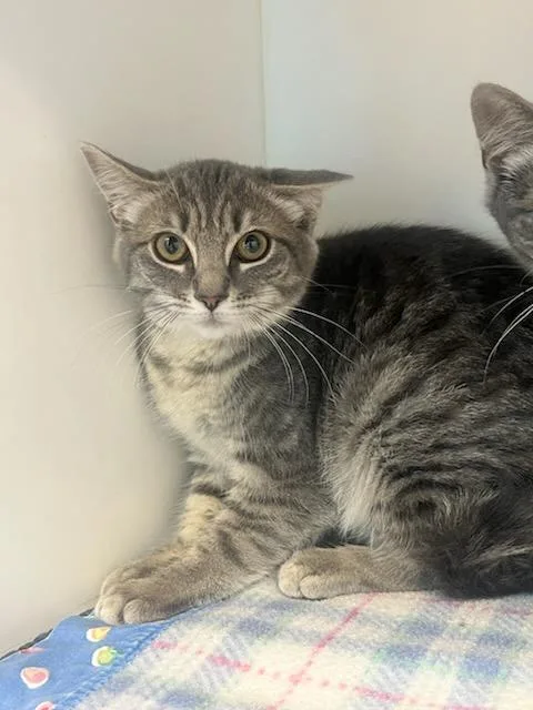 A baby small-sized female Domestic Short Hair cat named Tigress for adoption in Manassas, VA