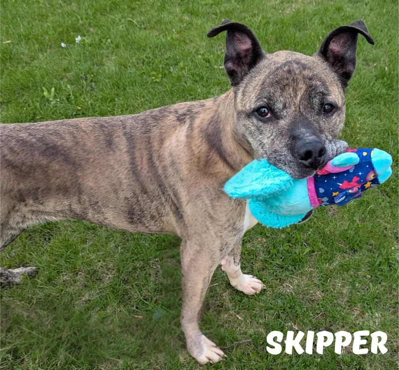 An adult medium-sized male Brindle Pit Bull Terrier dog named Skipper for adoption in Valparaiso, IN