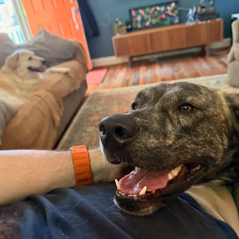 An adult large-sized female Brindle Mixed Breed dog named Churro for adoption in Raleigh, NC