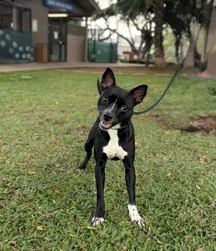 A young small-sized male Terrier dog named Otis for adoption in Honolulu, HI