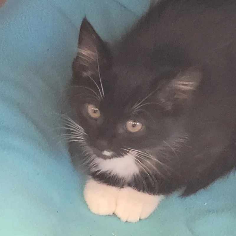 A baby small-sized male Black Domestic Short Hair cat named Thackery Binx for adoption in Madisonville, TN