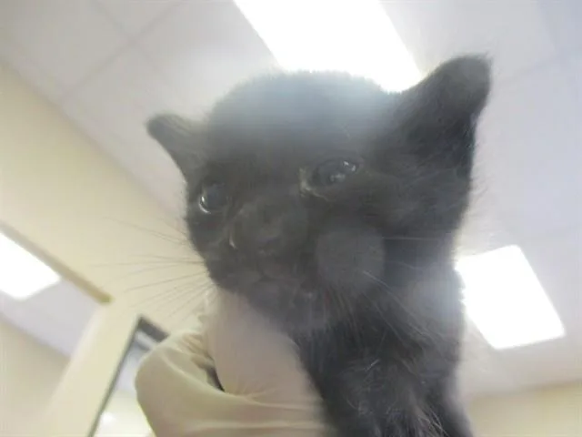A baby small-sized female Domestic Short Hair cat named Shadow for adoption in Ocala, FL