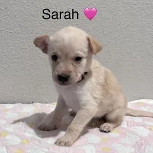 Sarah thumbnail 3