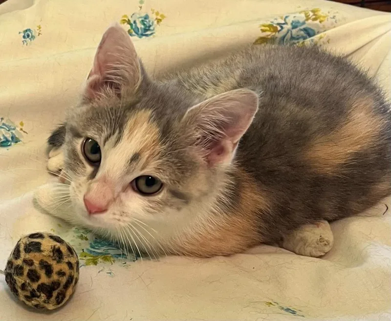 A baby small-sized female Domestic Short Hair cat named Cleo for adoption in Saint Clairsville, OH