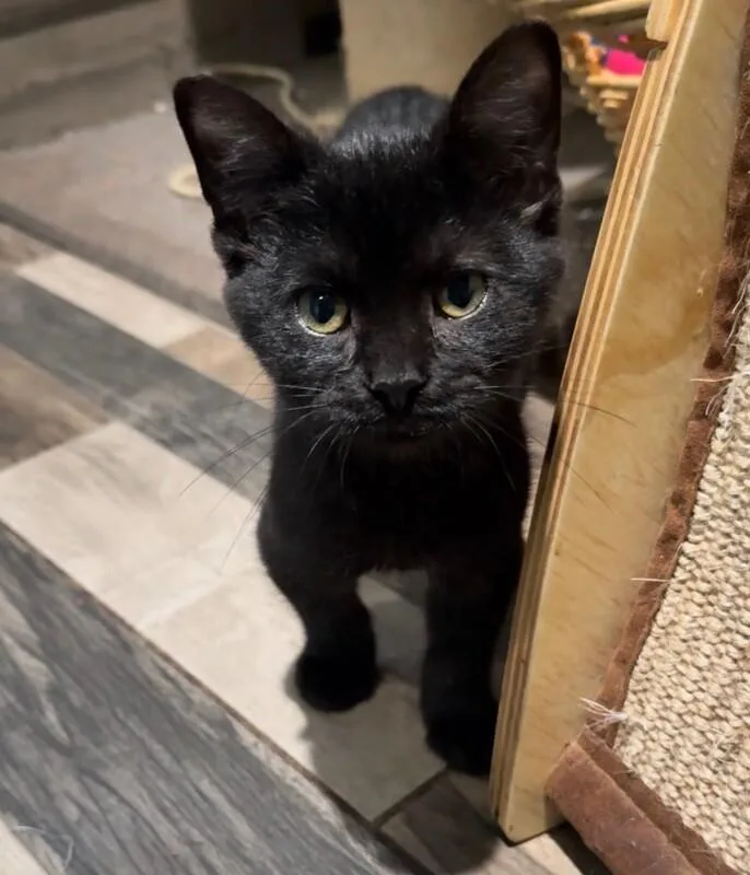 A young small-sized male Black Domestic Short Hair cat named Peppercorn for adoption in Osseo, MI