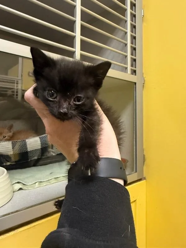 Peppercorn thumbnail 2
