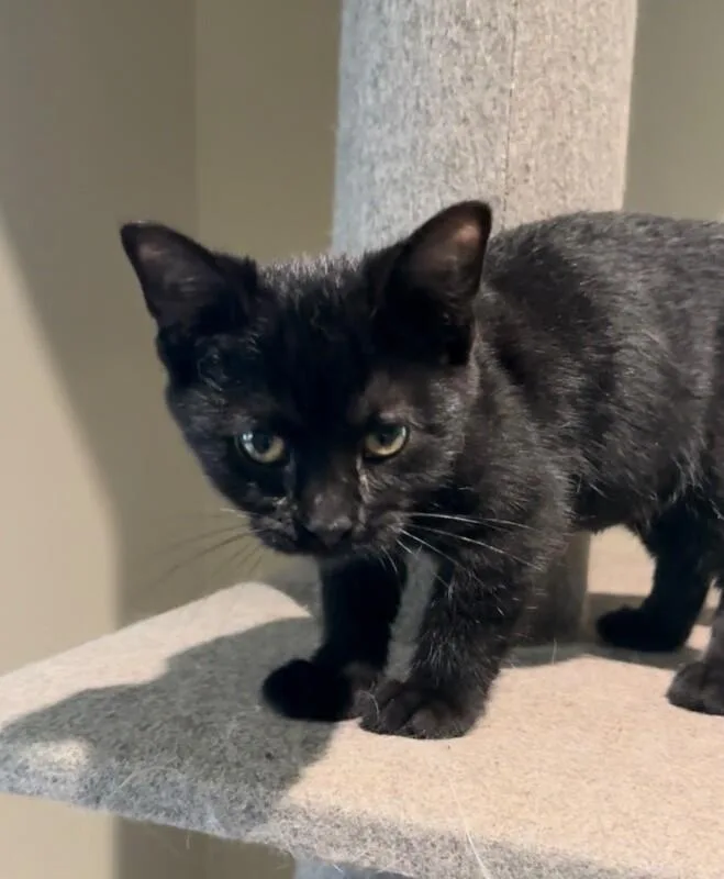 Peppercorn thumbnail 3