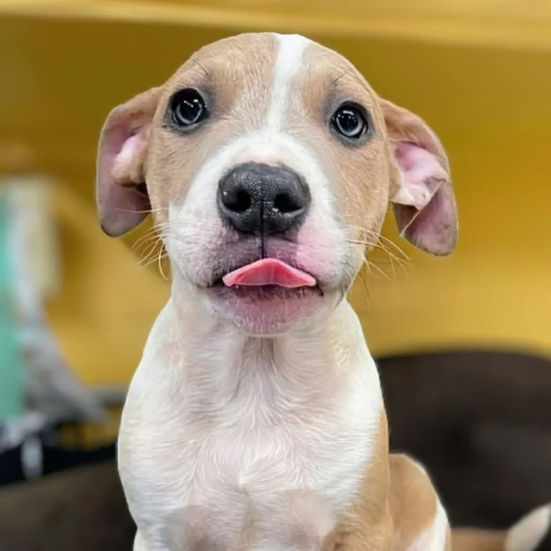A baby small-sized male White / Cream Mixed Breed dog named Aster for adoption in Huntsville, AR