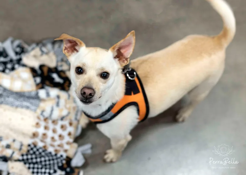 Snickers thumbnail 3