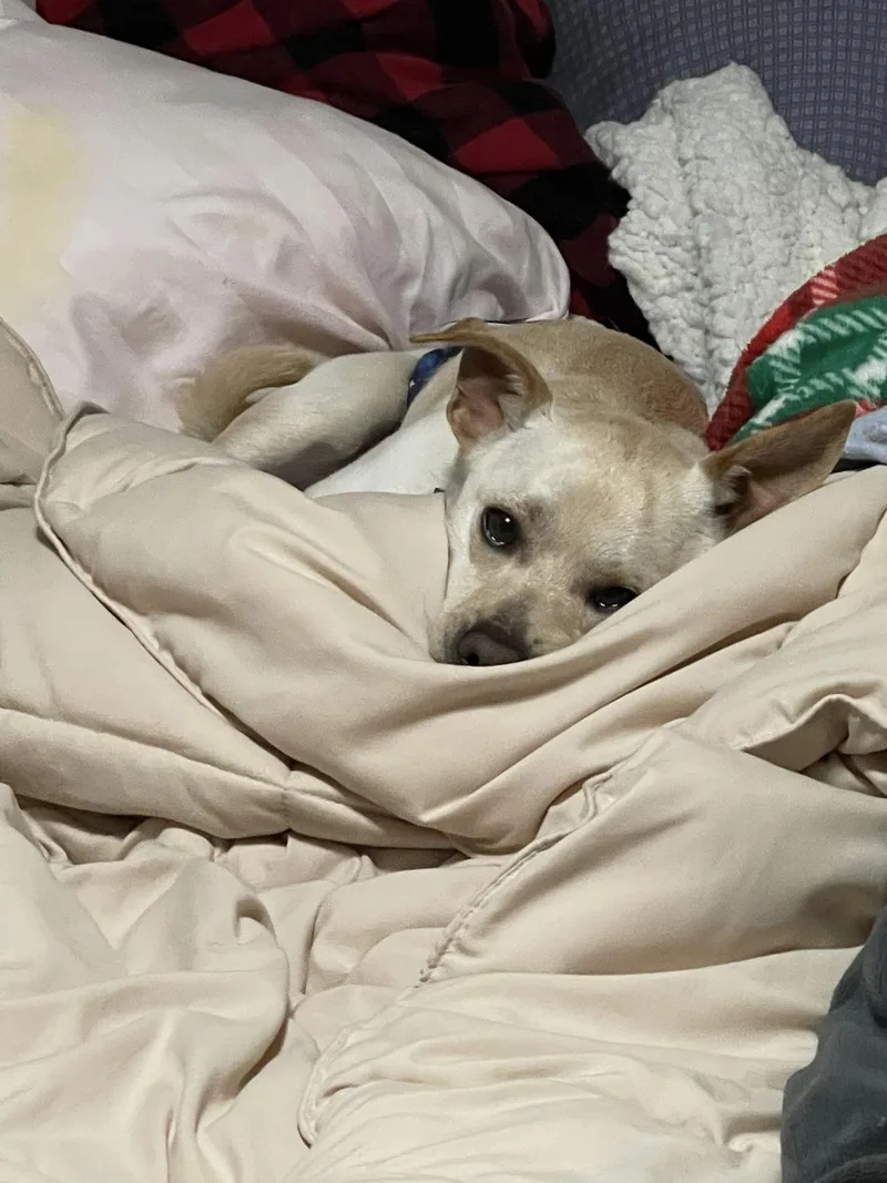 Snickers thumbnail 4