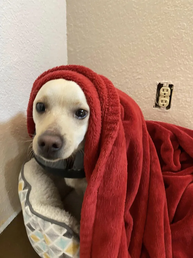 Snickers thumbnail 5