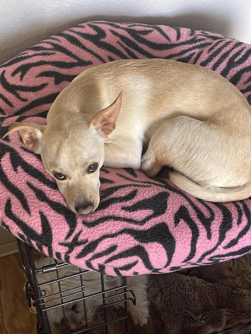 Snickers thumbnail 6