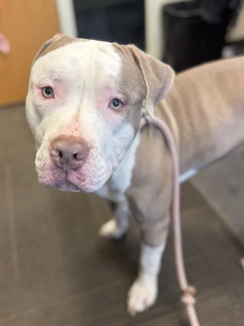 A young large-sized male Pit Bull Terrier dog named Danny Dapitto for adoption in West Valley City, UT