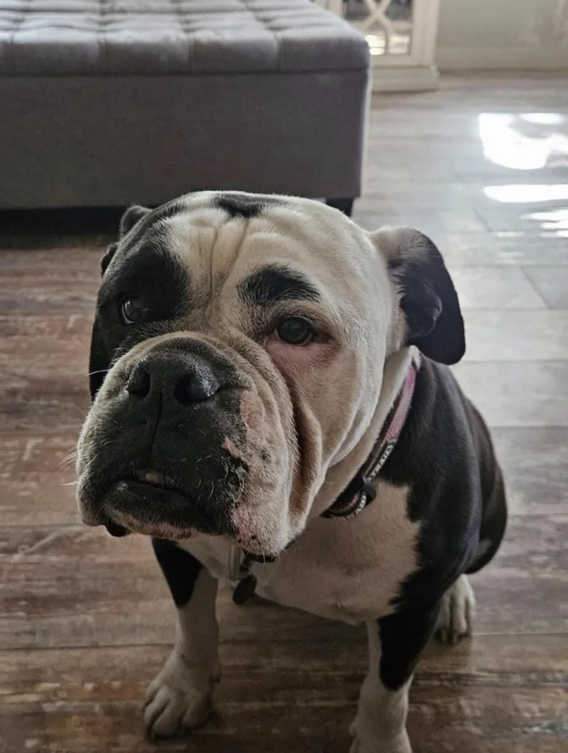 An adult large-sized female Black English Bulldog dog named Lucy for adoption in Inez, TX