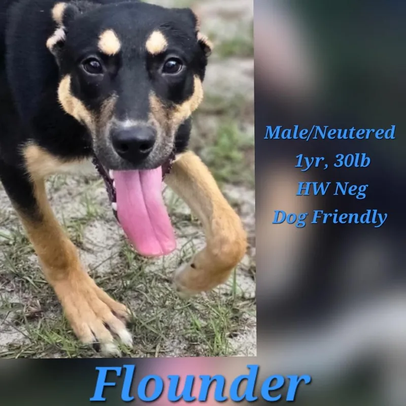 A young medium-sized male Brown / Chocolate Shepherd dog named Flounder for adoption in LOXAHATCHEE, FL