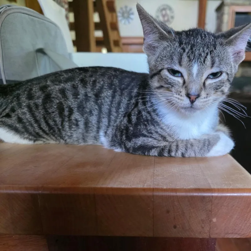 A baby medium-sized male Gray / Blue / Silver Domestic Short Hair cat named Jeeves for adoption in Bedford, NH