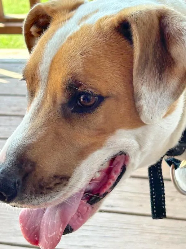 Desicourtesy Listing thumbnail 2