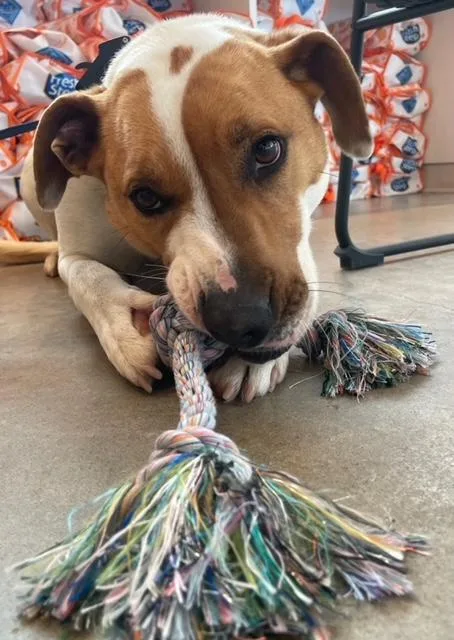 Desicourtesy Listing thumbnail 3