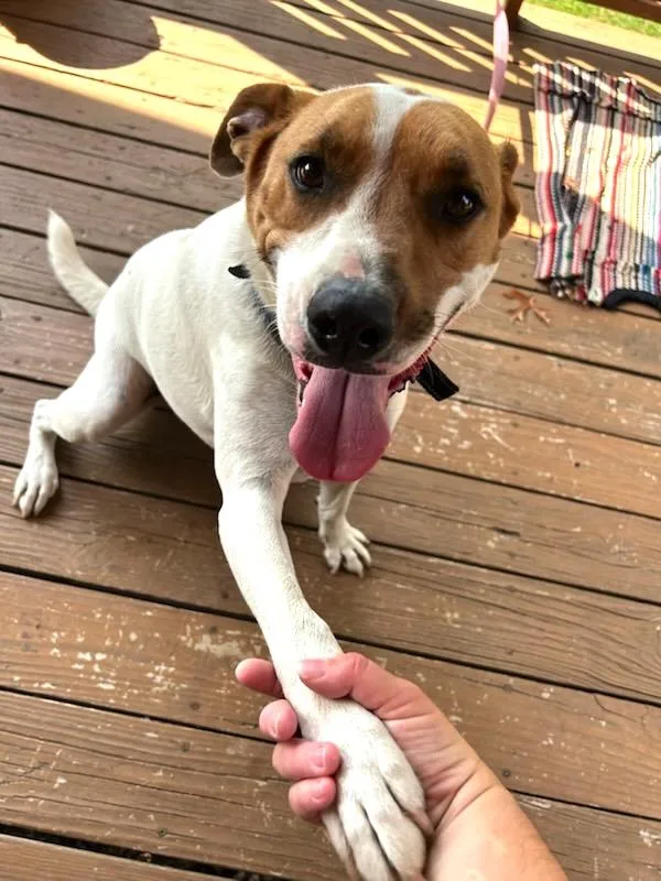 Desicourtesy Listing thumbnail 4