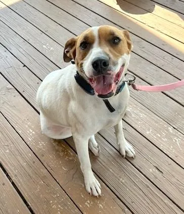 Desicourtesy Listing thumbnail 5