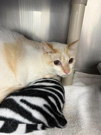 An adult large-sized female Domestic Short Hair cat named Angel for adoption in Annapolis, MD