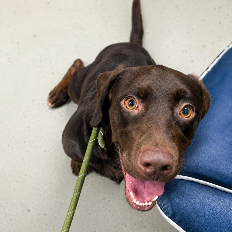 An adult medium-sized male Brown / Chocolate Chocolate Labrador Retriever dog named Krueger for adoption in Hopkinton, MA