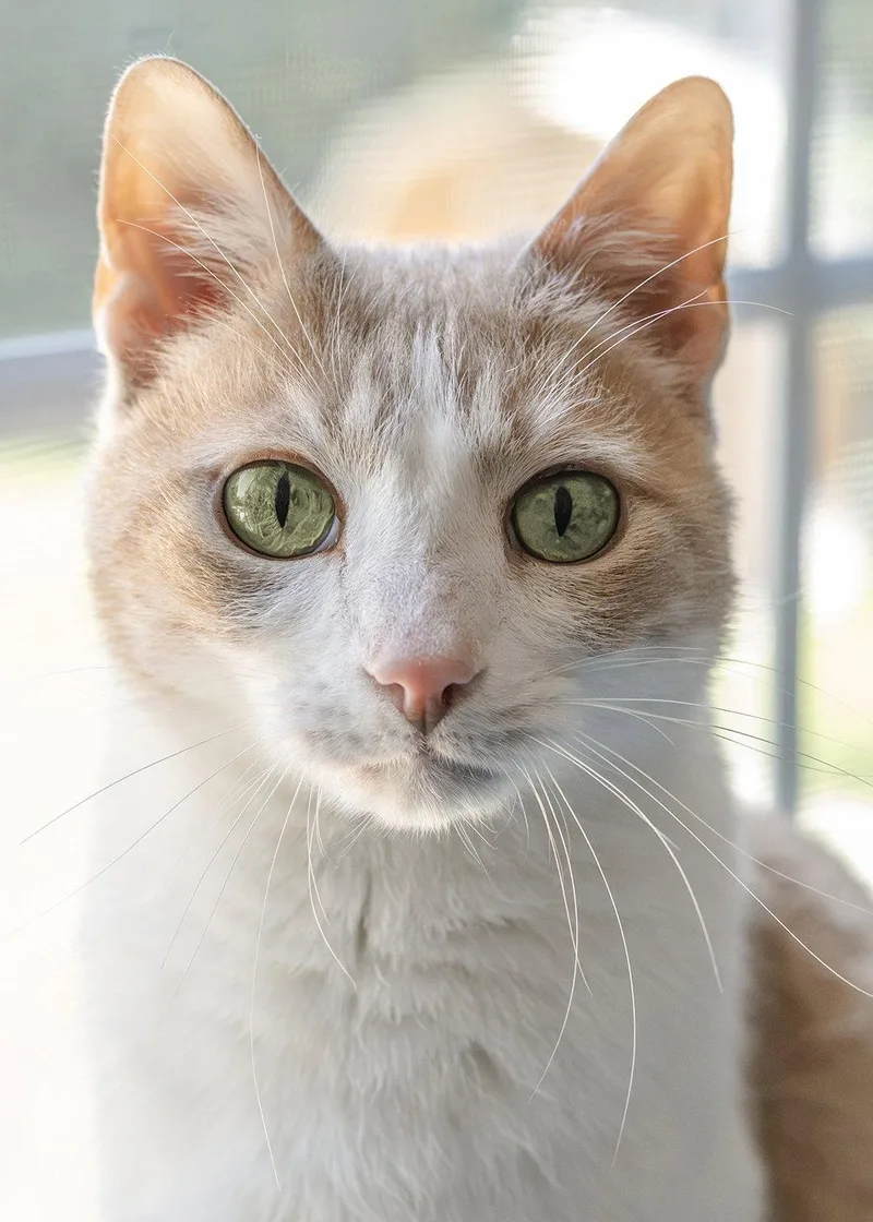 An adult medium-sized male Domestic Short Hair cat named Preston for adoption in Buford, GA
