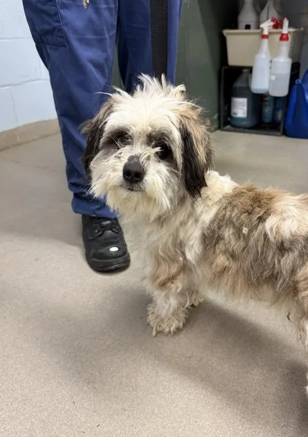 Gumbo
