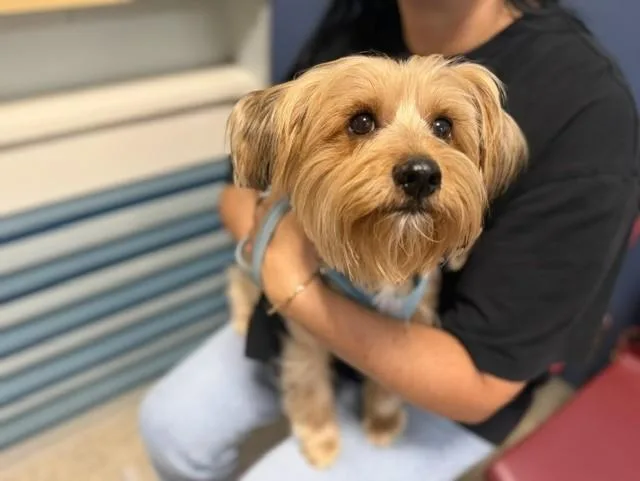 A young small-sized male Yorkshire Terrier dog named Marco for adoption in Miami, FL