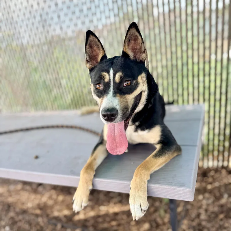 A young large-sized female Australian Cattle Dog / Blue Heeler dog named Keagan for adoption in Oakland, CA