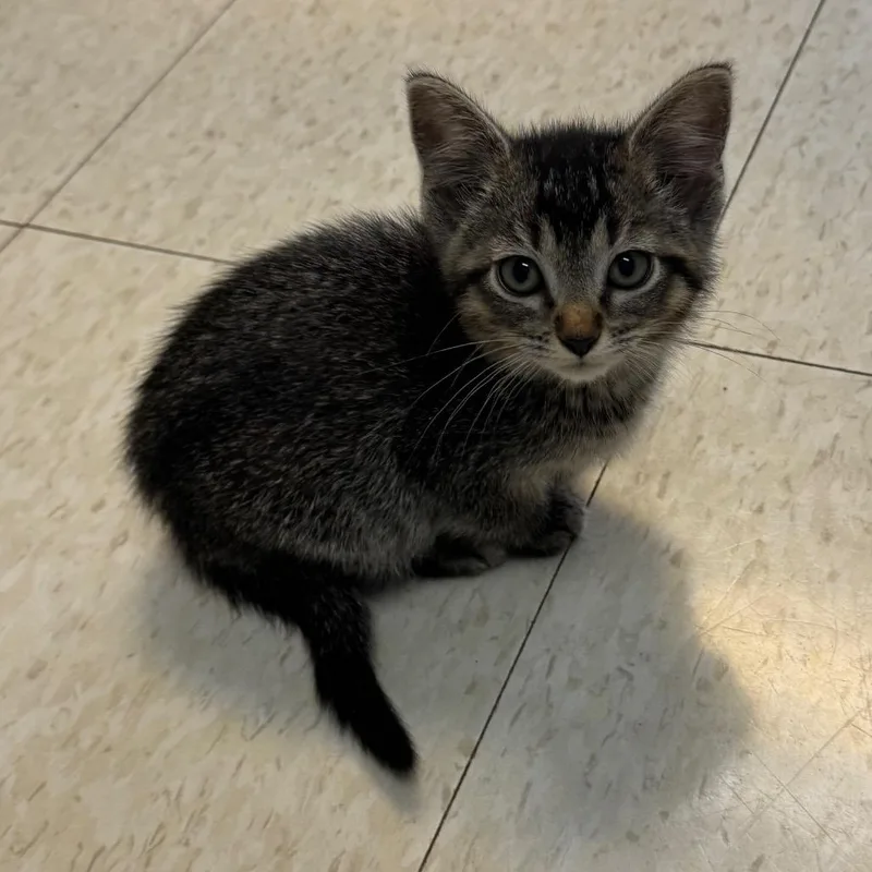A baby small-sized female Gray / Blue / Silver Domestic Short Hair cat named Annabelle for adoption in Milford, IA
