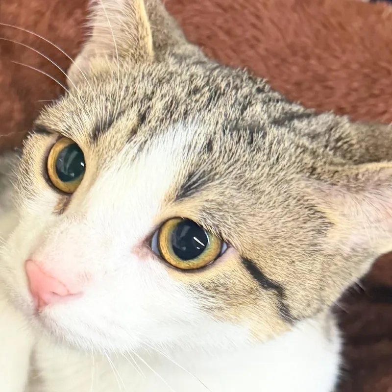 A baby small-sized female Calico Domestic Short Hair cat named Twix for adoption in Union, MO