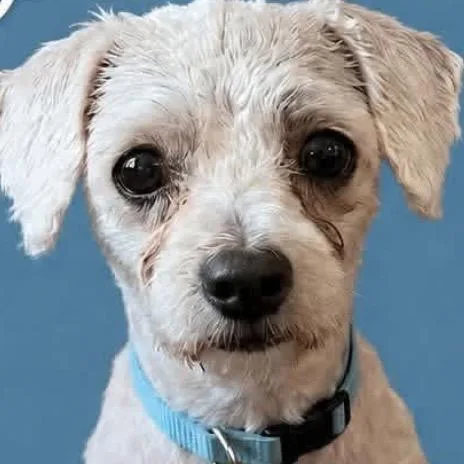 An adult small-sized male White / Cream Miniature Poodle dog named Jinx for adoption in Grosse Pointe Park, MI