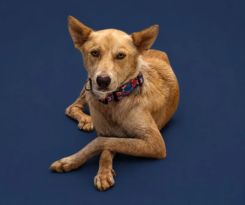 A young medium-sized female Apricot / Beige Shepherd dog named Momma Mia for adoption in Vernon, CT