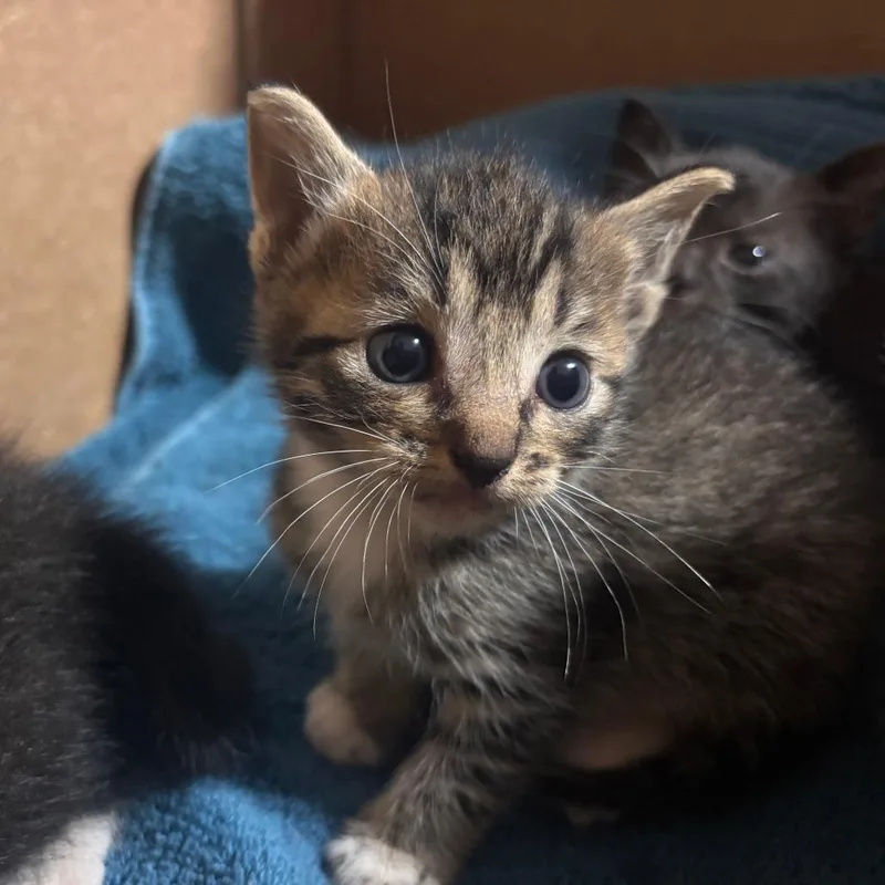 A baby small-sized female Brown / Chocolate Domestic Short Hair cat named Be Kind for adoption in Lynchburg, VA