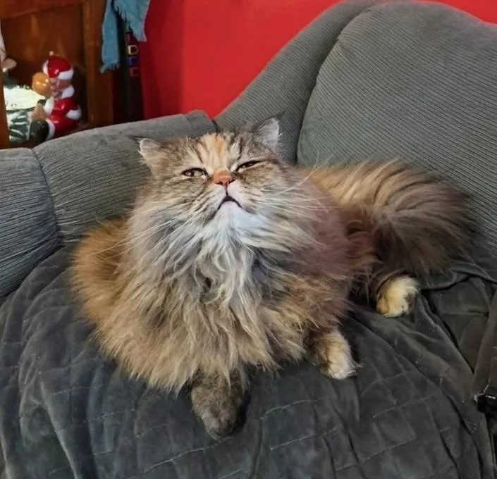 An adult small-sized female Tabby (Brown / Chocolate) Persian cat named Bella for adoption in Syosset, NY