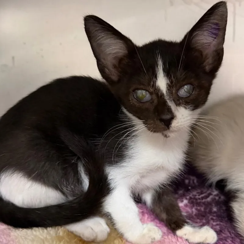 A young medium-sized female Black Domestic Short Hair cat named Tamara for adoption in Cincinnati, OH
