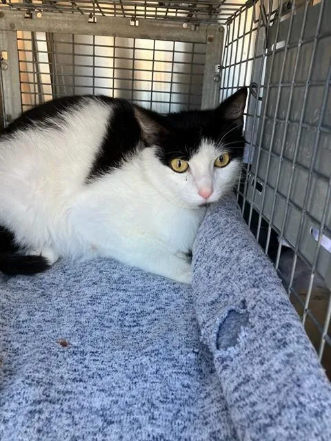 A young small-sized female Domestic Short Hair cat named Mykonos for adoption in Dallas, TX