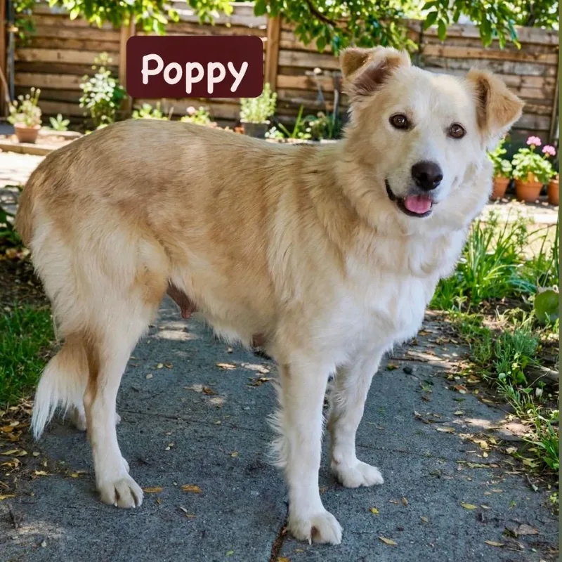 A baby medium-sized male Retriever dog named Pop Rocks for adoption in Point Richmond, CA