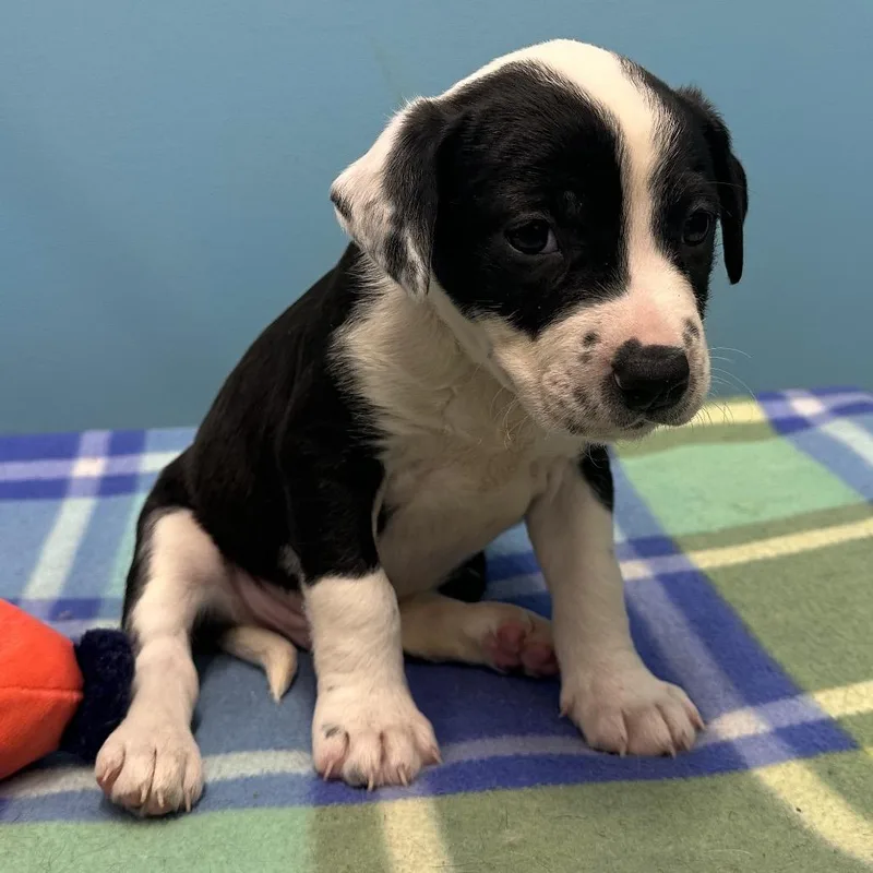 A young medium-sized male Black Terrier dog named Elijah for adoption in Mount Vernon, IN