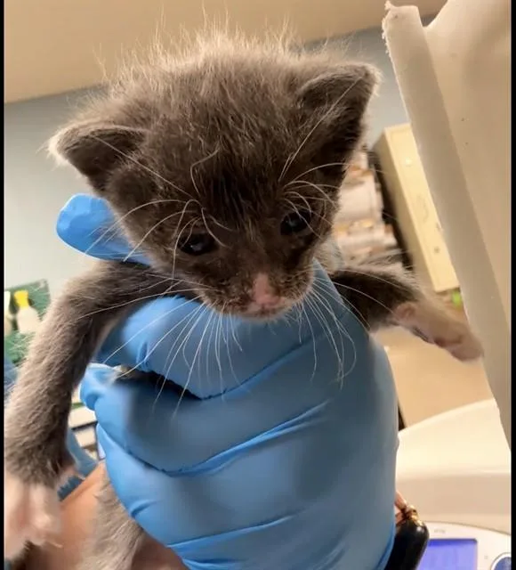 A baby small-sized male Domestic Short Hair cat named Harry for adoption in Riverside, CA