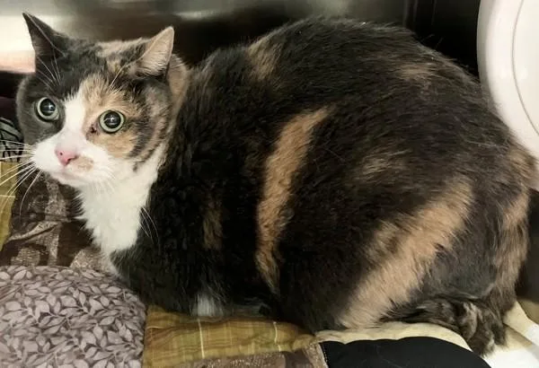 Callie