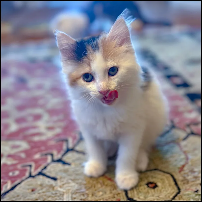 A young medium-sized female Calico Calico cat named Lexie for adoption in Roswell, GA