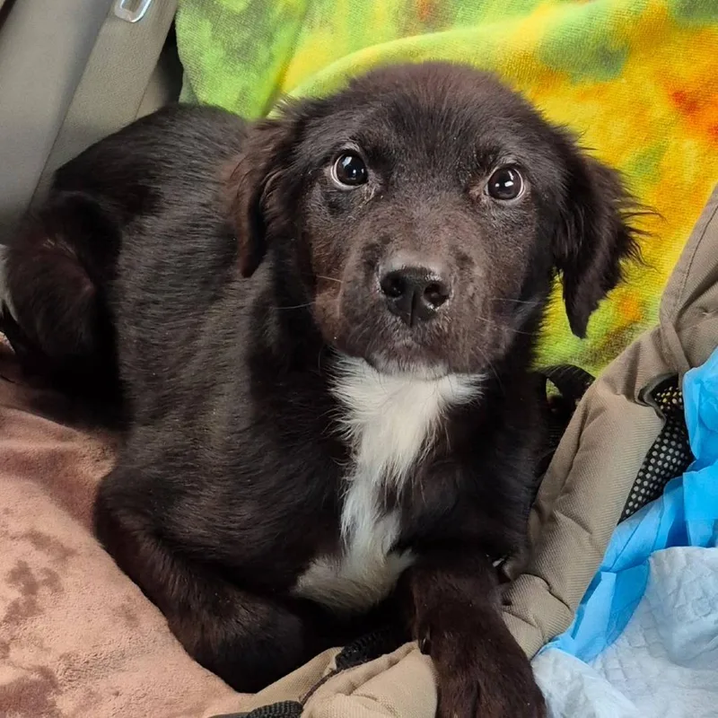 Gummy Bear thumbnail 2